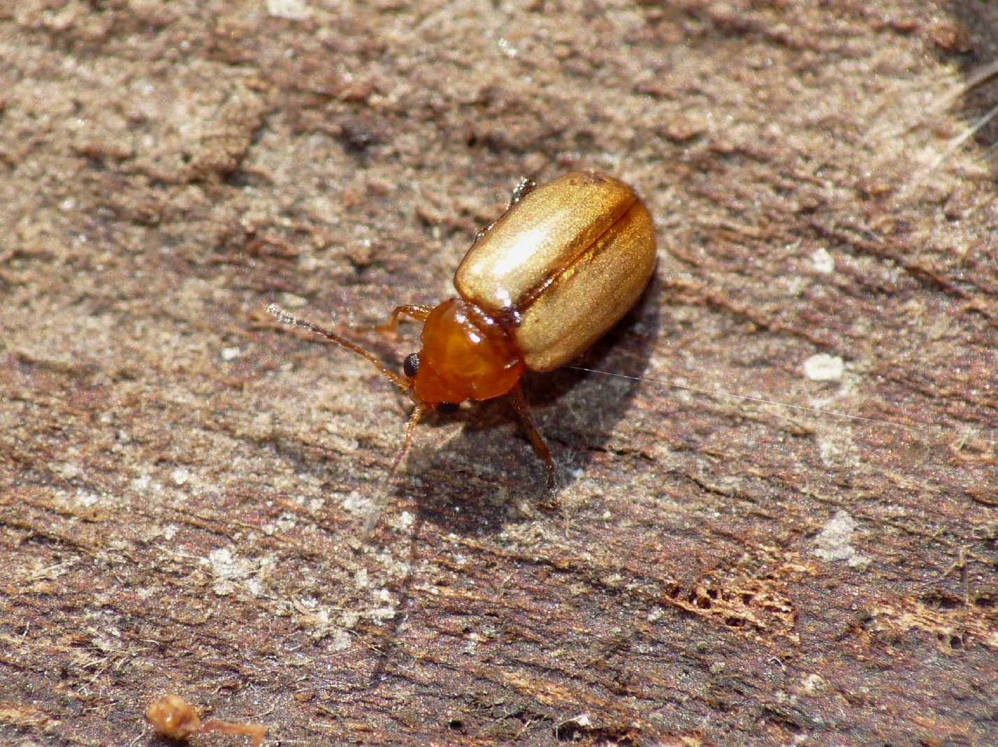 Piccolo Chrysomelidae: Hermaeophaga ruficollis